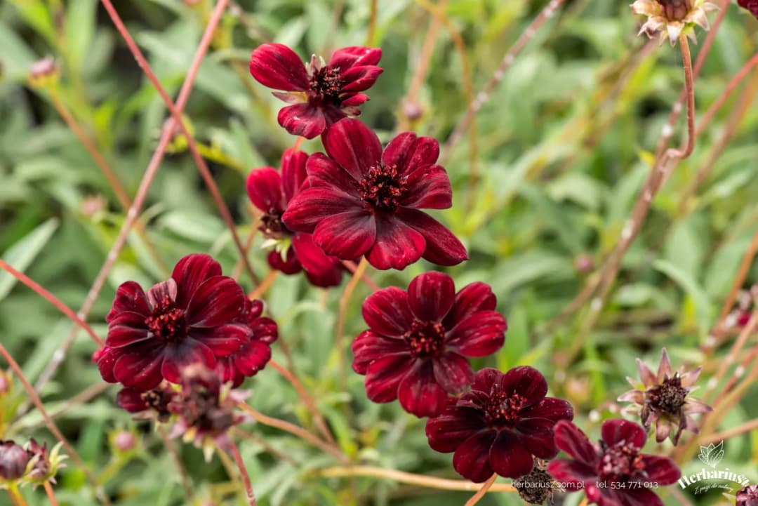 Gdzie kupić kosmos czekoladowy? Sprawdź najlepsze oferty i ceny